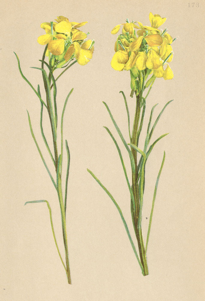 ALPENFLORA ALPINE FLOWERS. Erysimum Cheiranthus Pers-Goldlack-Hederich 1897